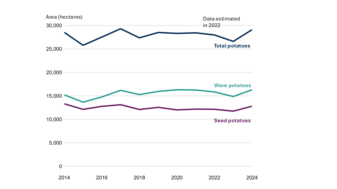 Line chart of potato area between 2014 to 2024. Three lines show the trends over this time for total, ware and seed potatoes. All lines see a decrease in 2015 which then rises until 2017, drops the following year and decreases between 2021 and 2023. The lines in 2014 present total potatoes with 28,500 hectares, ware with 15,200 hectares and seed with 13,300 hectares. In 2024, total potatoes was 29,100 hectares, ware with 16,300 hectares and seed with 12,800 hectares.