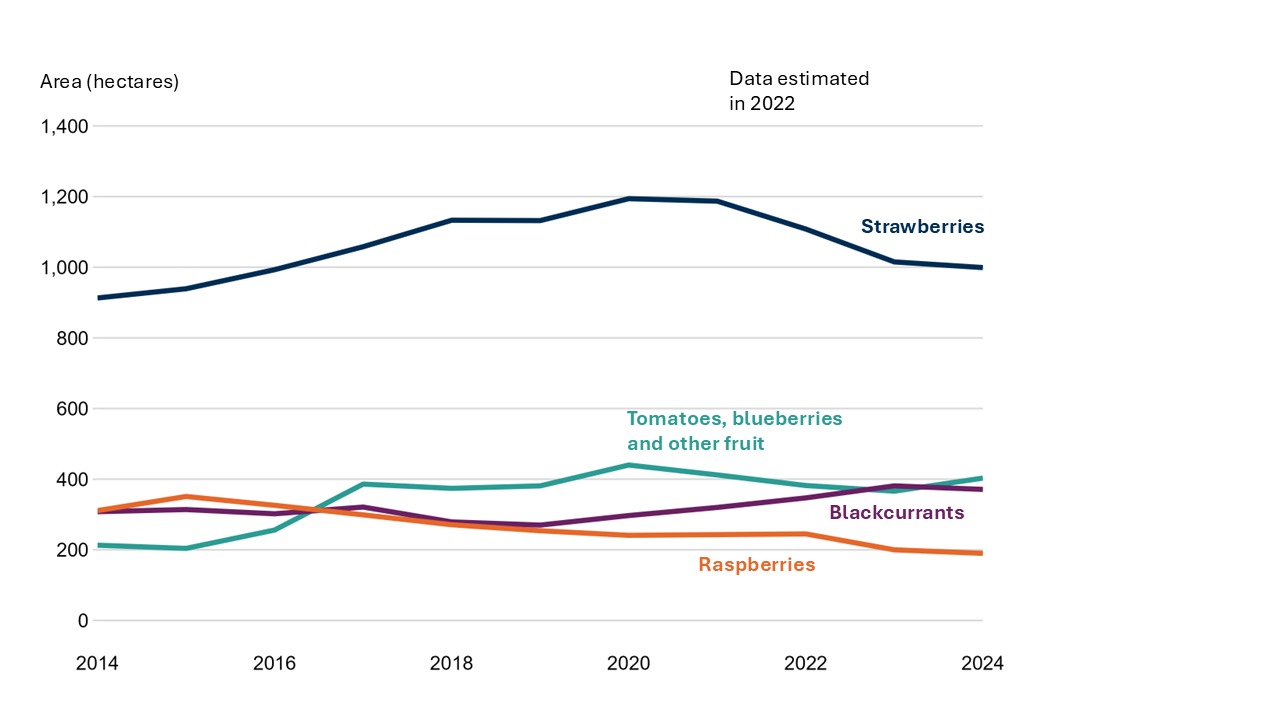 Line chart of strawberry, raspberry, blackcurrant and other fruit area between 2014 and 2024. In 2014, strawberry area was 900 hectares, raspberry was 300 hectares, blackcurrant was 300 hectares, and tomatoes, blueberries and other fruit was 200 hectares. In 2024, strawberries had risen to 1,000 hectares, raspberries had declined to 200 hectares, blackcurrants had increased to 400 hectares and other fruit had increased to 400 hectares.