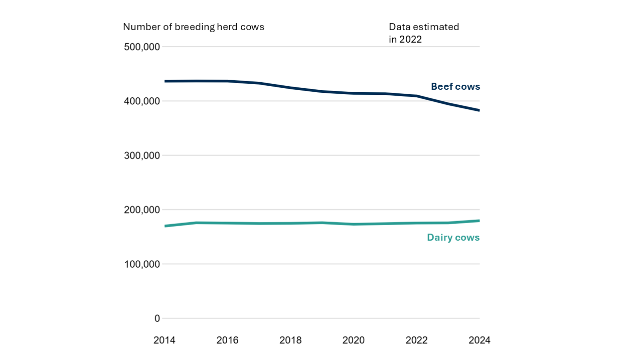 Line chart with two lines presenting the number of beef and dairy cows (breeding herd cows) between 2014 and 2024. Beef cows have decreased from 436,500 in 2014 to 382,600 in 2024. Dairy cows have increased between 2014 and 2024 from 169,700 to 179,600 .