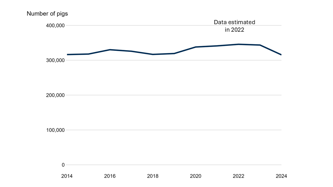 Line chart of total pig numbers between 2014 (316,300 number) and 2024 (315,500 number).